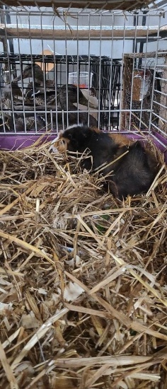 Female Guinea Pig W/ Cage - Friendly