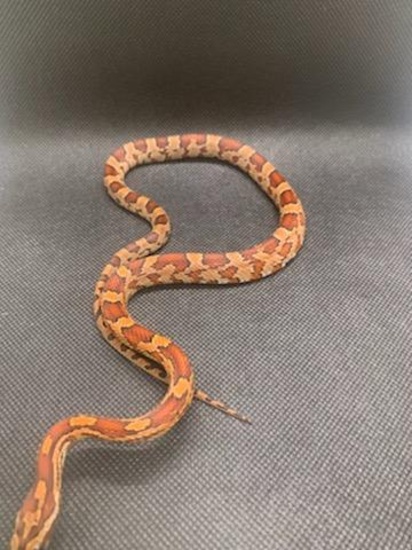 Female Oketee Corn Snake