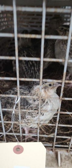 8 Jumbo Brown Quail
