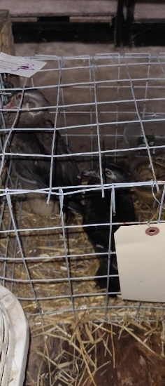Pair Wood Ducks - 2021 Hatch - Permit