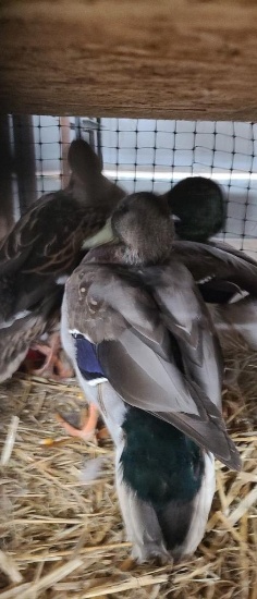 2 Pair Mallard Ducks