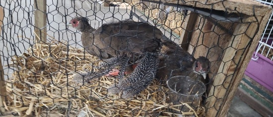 Pair Silver Pheasant - 2021 Hatch