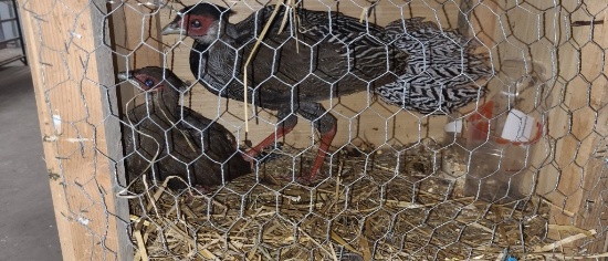 Pair Silver Pheasant