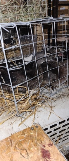 Pair Wood Ducks - Permit