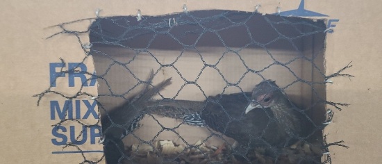 2 Young Silver Pheasants - Unsexed