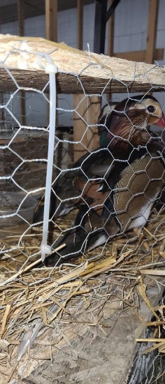2 Mandarin Drake Ducks