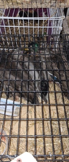 2 Pair Mallard Ducks