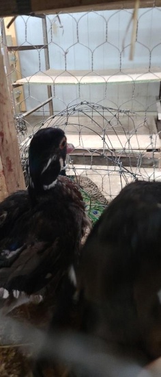 Pair Wood Ducks - Permit