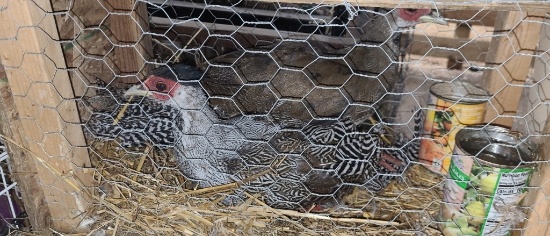 Pair Silver Pheasants