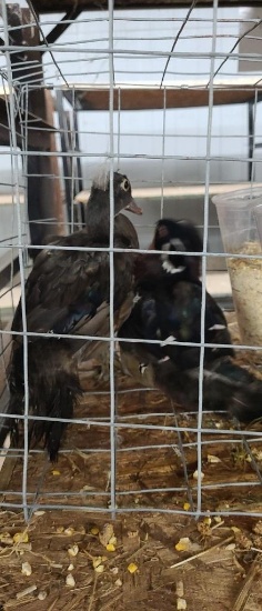 Pair Wood Ducks - Permit