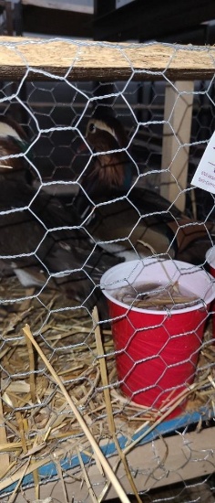 2 Mandarin Drake Ducks