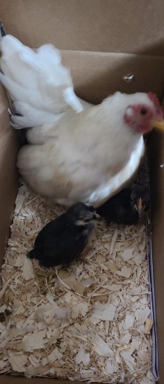 Serama Hen & 2 Chicks