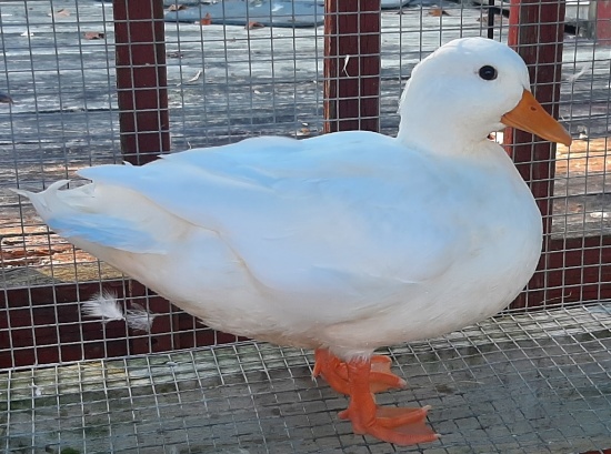 White Call Duck Drake - June 2021 Hatch