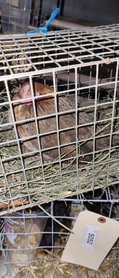 Light Brown Dutch Banty Hen