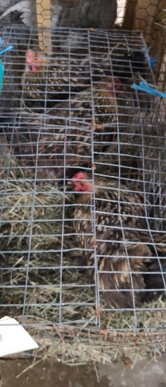 3 Golden Laced Wyandotte Hens