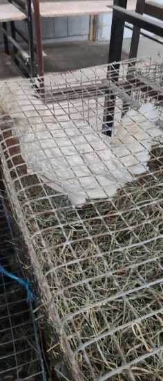 Porcelain White Pullet