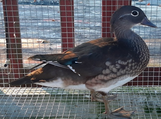 Mandarin Hen Duck - 6/28/21 Hatch