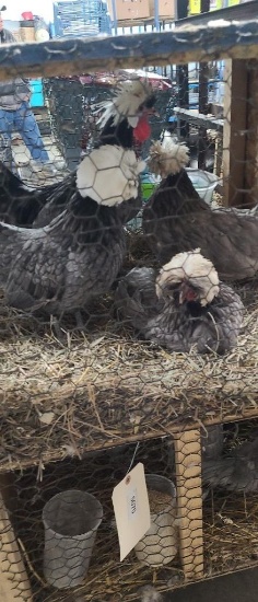 4 Blue Polish Banties - 3 Hens & 1 Rooster