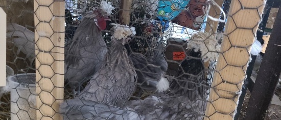 4 Blue Polish Banties - 3 Hens & 1 Rooster