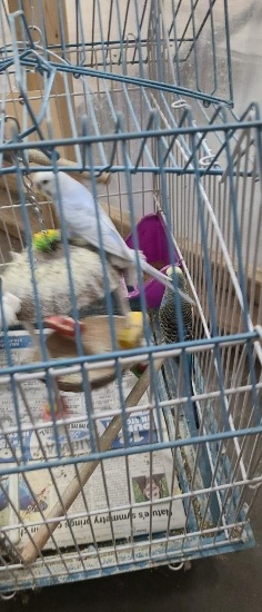 2 Parakeets