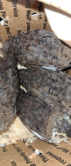 4 Homozygous True Blue Celadon Quail - 4 Wks Old