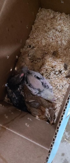 4 Light Brahma Cross Chicks