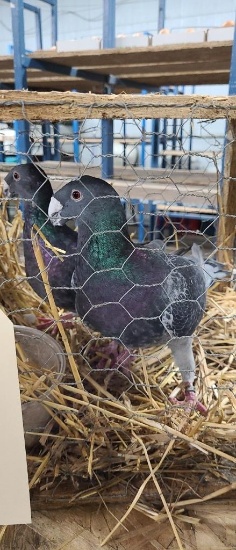 Mated Pair German Beauty Pigeons - Proven