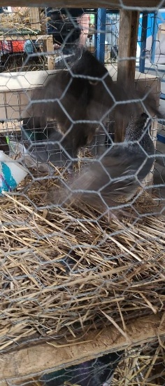 2 Male California Valley Quail