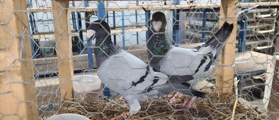 Mated Pair German Beauty Pigeons