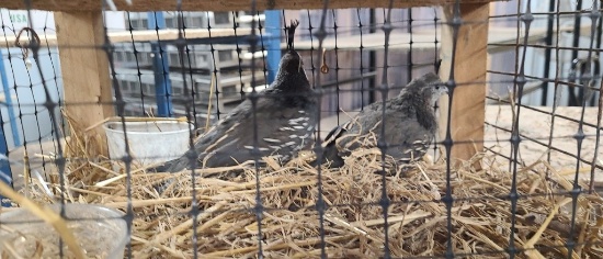 Pair California Valley Quail