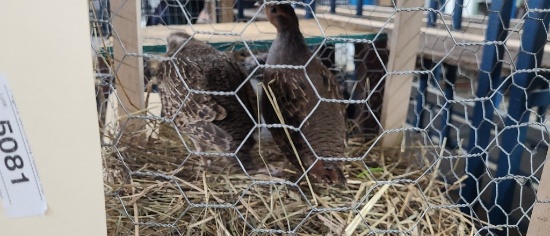 Pair Hungariuan Partridge - Proven