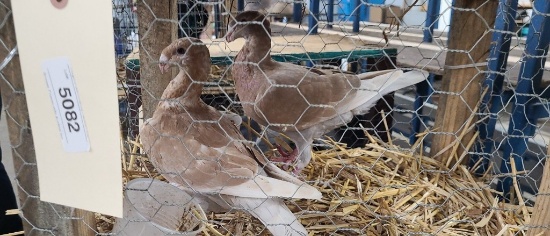 Mated Pair German Beauty Pigeons