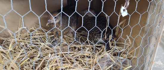 Pair Lady Amherst Pheasants
