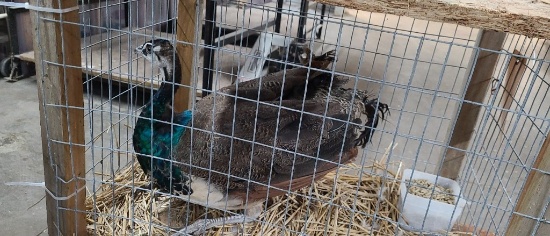 Indian Blue Peacock
