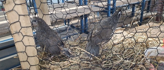 Pair California Valley Quail