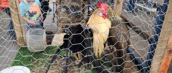 Pair Golden Pheonix