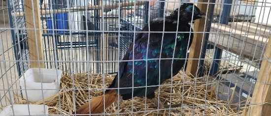 Male Impeyan Pheasant