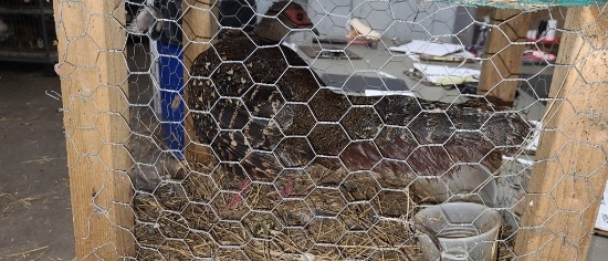 1 Swinhoe Hen Pheasant
