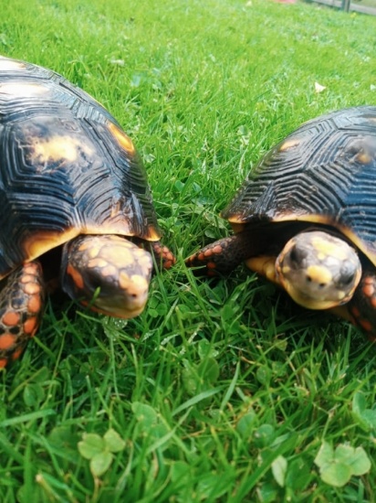 Pair Of Red Foot Tortoise