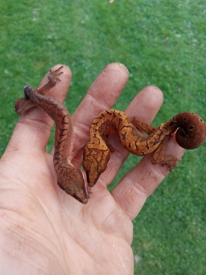 Pair Cat Eye Cave Gecko