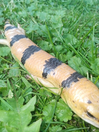 Giant Peters Banded Skink