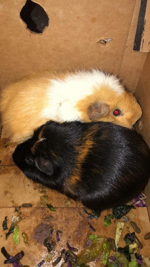 2 Male Guinea Pigs - In Box