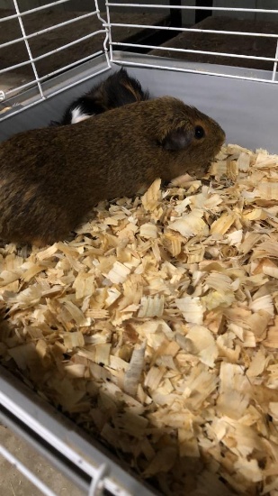 2 Female Guinea Pigs - In Box
