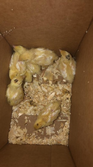 7 Texas A&m Quail Chicks - 1 Wk Old