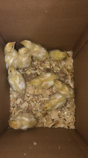 9 Texas A&m Quail Chicks - 1 Wk Old