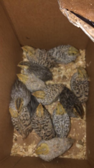 13 Coturnix Quail - 3 Wks Old