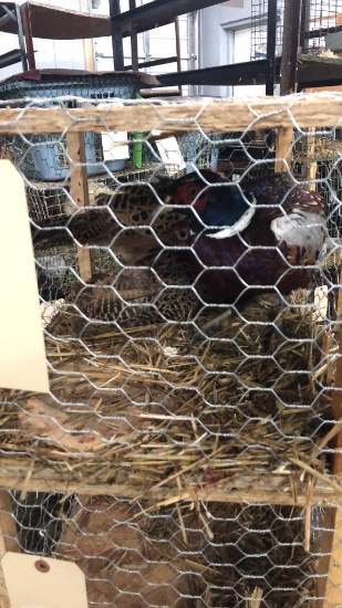 Trio Ringneck Pheasants - Permit