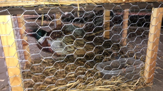 Pair Ringneck Pheasants - Permit