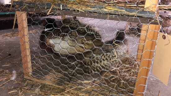 Pair  Ringneck Pheasants - Permit