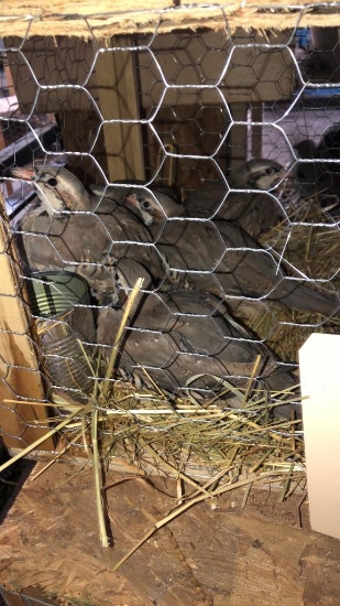 5 Chukar Partridge - Permit
